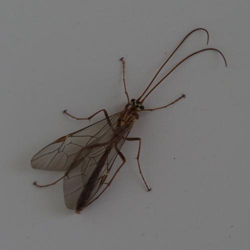 Réf. 246 773 : Ophion (obscuratus)